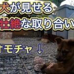 アジト内の猟犬がオモチャをめぐって壮大なバトル！“漁夫の利”を猟犬から学ぶ！