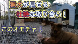 アジト内の猟犬がオモチャをめぐって壮大なバトル！“漁夫の利”を猟犬から学ぶ！
