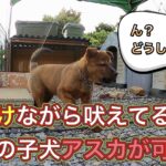 寝ぼけながらフラフラになりながらも吠える猟犬の子犬アスカ