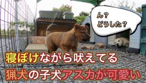 寝ぼけながらフラフラになりながらも吠える猟犬の子犬アスカ