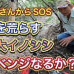 【イノシシと知恵比べ】農作物を荒らすイノシシをくくり罠で捕獲し、リベンジなるか?!