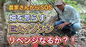 【イノシシと知恵比べ】農作物を荒らすイノシシをくくり罠で捕獲し、リベンジなるか？！