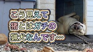 群団長猟犬カシンの秘蔵VTR!イノシシにはガチでも普段の猟犬の姿がコレだ!