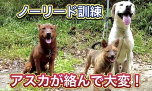 200日後に立派な猟犬になるため、ノーリードで散歩した結果…