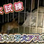 箱罠にかかったイノシシを猟犬の子犬アスカと一緒に見に行ってきました。