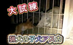 箱罠にかかったイノシシを猟犬の子犬アスカと一緒に見に行ってきました。