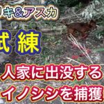 住宅地に設置した箱罠にかかったイノシシにアスカ、そして兄貴分のリキをあててみた結果…