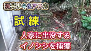 住宅地に設置した箱罠にかかったイノシシにアスカ、そして兄貴分のリキをあててみた結果…