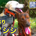 開幕戦でイノシシ出まくり!猟犬カシン、リキの活躍でイノシシを捕獲!