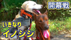 開幕戦でイノシシ出まくり！猟犬カシン、リキの活躍でイノシシを捕獲！