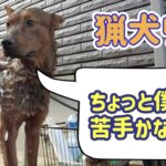 猟犬リキはイノシシにはガチだけど、シャワーがちょっと苦手。水バシャバシャはするのに?