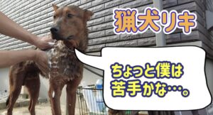 猟犬リキはイノシシにはガチだけど、シャワーがちょっと苦手。水バシャバシャはするのに？
