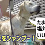 イノシシにはガチな猟犬カシン。シャンプーしている時も塩対応を貫く!