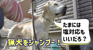イノシシにはガチな猟犬カシン。シャンプーしている時も塩対応を貫く!