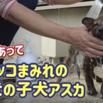 小さな怪獣”猟犬の子犬アスカ”がオシッコまみれになったのでシャンプーしました。