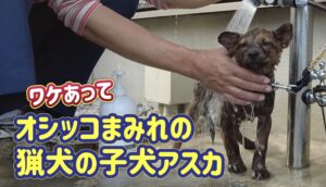 小さな怪獣”猟犬の子犬アスカ”がオシッコまみれになったのでシャンプーしました。