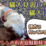 猟犬見習いリキがイノシシを発見!吠えて止めていたところに近づいた結果…。