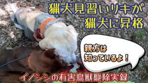 猟犬見習いリキがイノシシを発見!吠えて止めていたところに近づいた結果…。