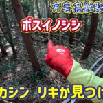 鉄塔の向こう側の竹林に潜むラスボスイノシシに猟犬カシンとリキとで挑む!