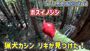 鉄塔の向こう側の竹林に潜むラスボスイノシシに猟犬カシンとリキとで挑む！