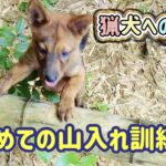 200日後に立派な猟犬になるための登竜門でもある山入り訓練。初めての山にアスカの様子は…？