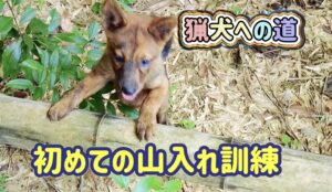 200日後に立派な猟犬になるための登竜門でもある山入り訓練。初めての山にアスカの様子は…?