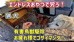 エンドレスおやつで猟犬カシン、猟犬リキ、猟犬の子犬アスカを労う。