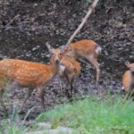 【猟犬と猟師の役割】ニホンオオカミの絶滅と増加するイノシシ、シカ問題