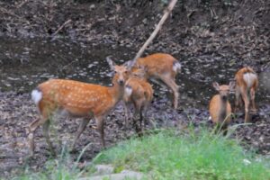 【猟犬と猟師の役割】ニホンオオカミの絶滅と増加するイノシシ、シカ問題