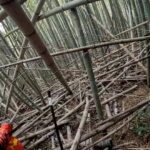 孟宗竹（モウソウチク）がやばい理由！害獣問題と環境問題は同列。