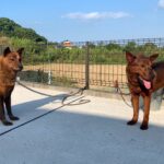 熊野地犬は狩猟や有害鳥獣駆除に特化した伝統的な猟犬